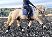 Poney de sport Welsh cob