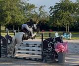 &Eacute;talon pie noir homozygote Linvictus d&rsquo;Enjoy 