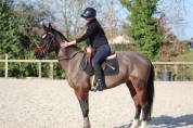 Poney D 149- 5 ans - prêt 5 ans D 