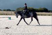 Jument 6 ans - 160 cm - SF 5 ans qualif 