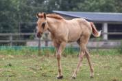 Pouliche quarter horse 