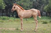 Pouliche quarter horse 