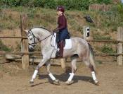 CABALLO PRE TORDO , Buen Caracter