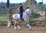CABALLO PRE TORDO , Buen Caracter
