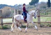 CABALLO PRE TORDO , Buen Caracter