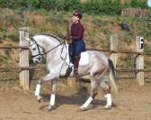 CABALLO PRE TORDO , Buen Caracter