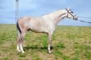 CABALLO PRE TORDO , Buen Caracter