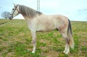 CABALLO PRE TORDO , Buen Caracter