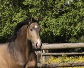 &Eacute;talon sport Isabelle souche de Mylord carthago