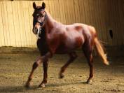 PONEY DE SPORT 3 ans New Forest