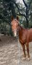 PONEY DE SPORT 3 ans New Forest