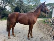 PONEY DE SPORT 3 ans New Forest