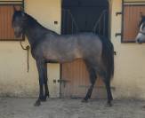 Magnifique Pur Sang Arabe 2,5 ans