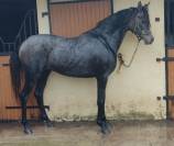 Magnifique Pur Sang Arabe 2,5 ans