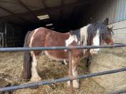 Poulain Irish cob 