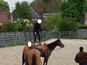 Jument Appaloosa PP