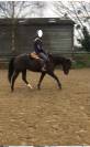 Jument Appaloosa PP