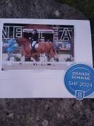 Jument dressage 6 ans BWP