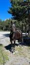 Hongre - Selle Francais - 5 ans - Dressage