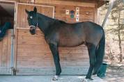 Hongre - Selle Francais - 5 ans - Dressage