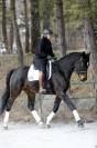 Hongre - Selle Francais - 5 ans - Dressage