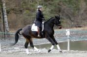 Hongre - Selle Francais - 5 ans - Dressage