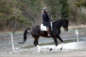 Hongre - Selle Francais - 5 ans - Dressage