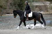 Hongre - Selle Francais - 5 ans - Dressage