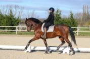 Hongre - PRE - 9 ans - Dressage