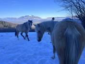 Pouliche Welsh poney