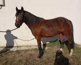 Vends poney Pfs