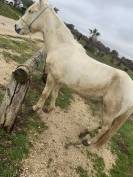 Vente cheval Camargue 