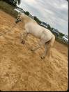 Vente cheval Camargue 