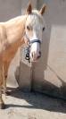 Palomino per dressage
