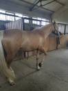 Palomino per dressage