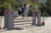 PONEY DE SPORT CSO 12ans