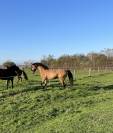 Welsh Cob Hongre 6 ans 1,60 m Isabelle