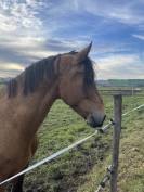 Welsh Cob Hongre 6 ans 1,60 m Isabelle