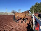 Welsh Cob Hongre 6 ans 1,60 m Isabelle