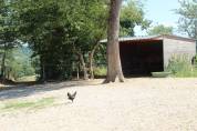 Ferme equestre