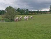 Ferme equestre