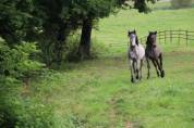 Ferme equestre