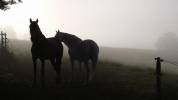 Ferme equestre