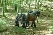 Vends Trait ardennais 5 ans