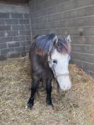 Pouliche Welsh part bred 