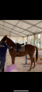 Pony castrone 2019 ottima prestazione super pony 