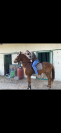 Pony castrone 2019 ottima prestazione super pony 