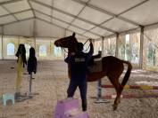 Pony castrone 2019 ottima prestazione super pony 