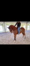 Pony castrone 2019 ottima prestazione super pony 