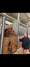 Pony castrone 2019 ottima prestazione super pony 